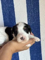 Templeton, a male Bernedoodle and Miniature Bernedoodle for sale in Longmont, CO – 3 of 7