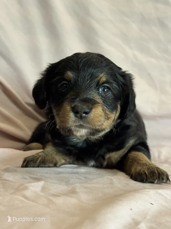 Melody – Pembroke Welsh Corgi, Poodle - Miniature  puppy for sale in Longmont, CO