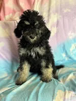 Kendrick , a male Poodle - Standard  for sale in Longmont, CO – 4 of 10