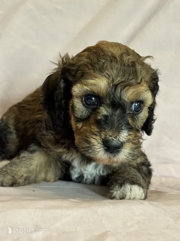 Copper – Bernedoodle, Miniature Bernedoodle puppy for sale in Longmont, CO