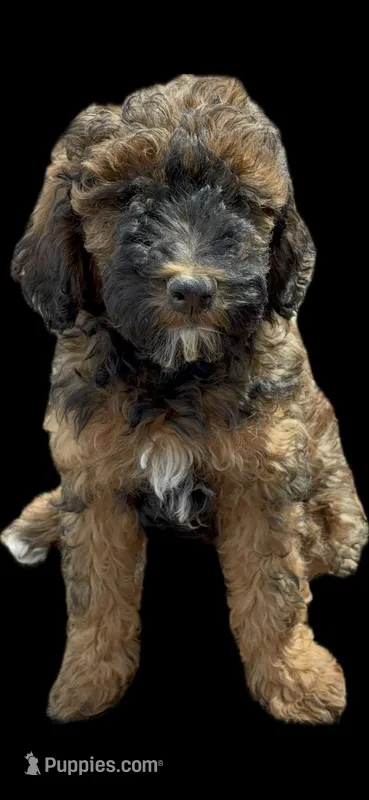 Bean - Red Phantom female  – Poodle - Miniature , Poodle - Standard  puppy for sale in Longmont, CO