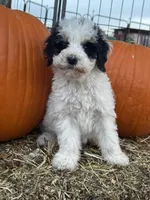Love, a female Bernedoodle and Miniature Bernedoodle for sale in Longmont, CO – 10 of 10