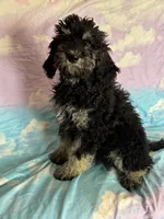 Kendrick , a male Poodle - Standard  for sale in Longmont, CO – 8 of 10