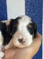 Templeton, a male Bernedoodle and Miniature Bernedoodle for sale in Longmont, CO – 7 of 7