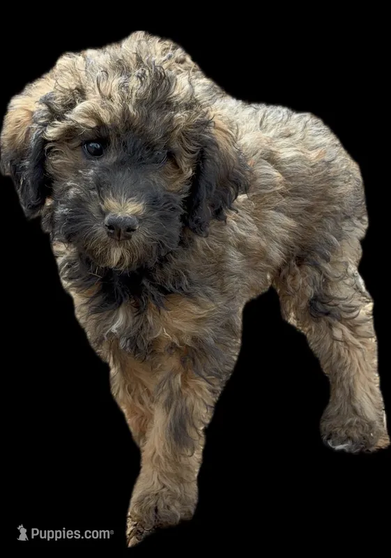 Button - phantom female – Poodle - Miniature , Poodle - Standard  puppy for sale in Longmont, CO