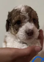 Douglas, a male Bernedoodle and Miniature Bernedoodle for sale in Longmont, CO – 6 of 10