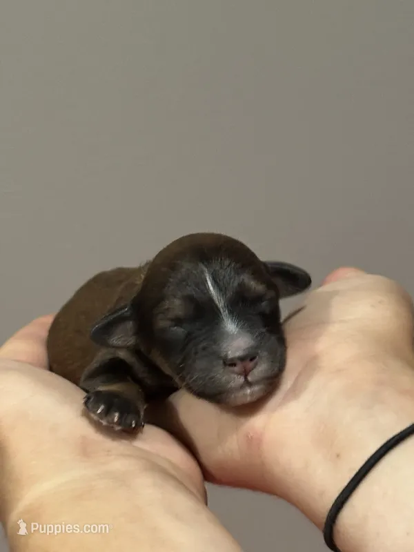 Duncan – Bernedoodle, Miniature Bernedoodle puppy for sale in Longmont, CO