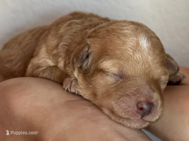 Peaches- micro – Bernedoodle, Miniature Bernedoodle puppy for sale in Longmont, CO