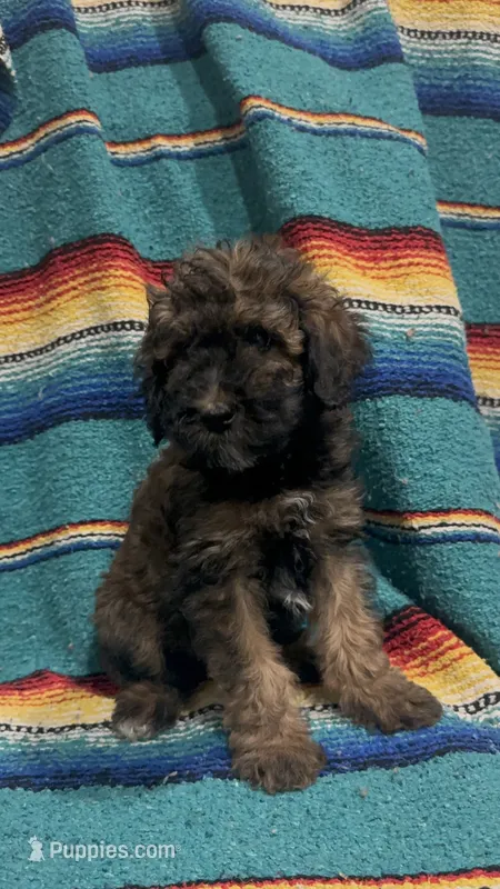 Button - phantom female – Poodle - Miniature , Poodle - Standard  puppy for sale in Longmont, CO