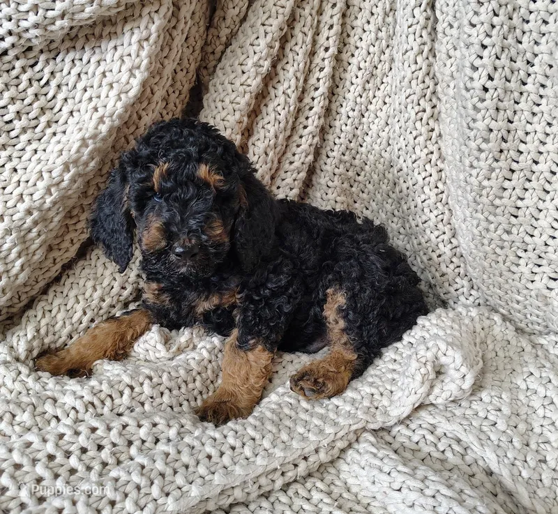 Prince – Poodle - Standard  puppy for sale in Longmont, CO