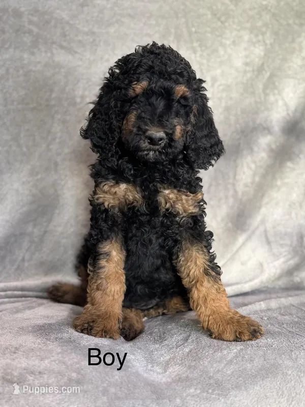 Prince – Poodle - Standard  puppy for sale in Longmont, CO