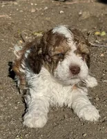 Douglas, a male Bernedoodle and Miniature Bernedoodle for sale in Longmont, CO – 5 of 10