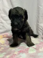 Button - phantom female, a female Poodle - Miniature  and Poodle - Standard  for sale in Longmont, CO – 7 of 8