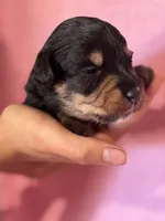 Melody, a female Pembroke Welsh Corgi and Poodle - Miniature  for sale in Longmont, CO – 10 of 10