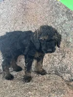 Winston - Phantom male, a male Poodle - Miniature  and Poodle - Standard  for sale in Longmont, CO – 2 of 7