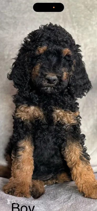 Prince  – Poodle - Standard  puppy for sale in Longmont, CO
