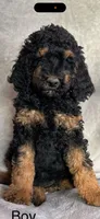 Prince , a male Poodle - Standard  for sale in Longmont, CO – 1 of 3