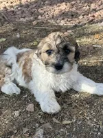 Hafnhalf, a female Bernedoodle and Miniature Bernedoodle for sale in Longmont, CO – 5 of 10