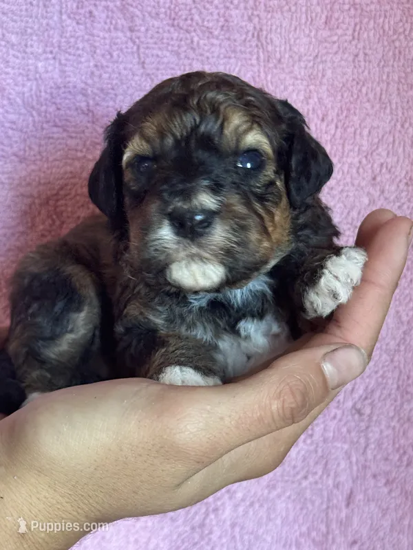 Copper – Bernedoodle, Miniature Bernedoodle puppy for sale in Longmont, CO