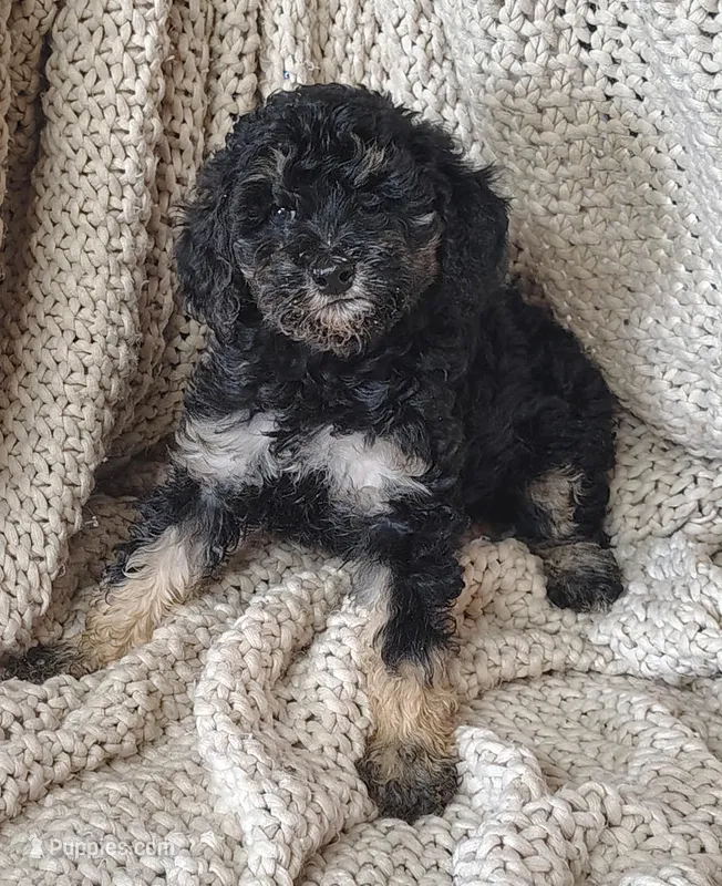 Rihanna – Poodle - Standard  puppy for sale in Longmont, CO