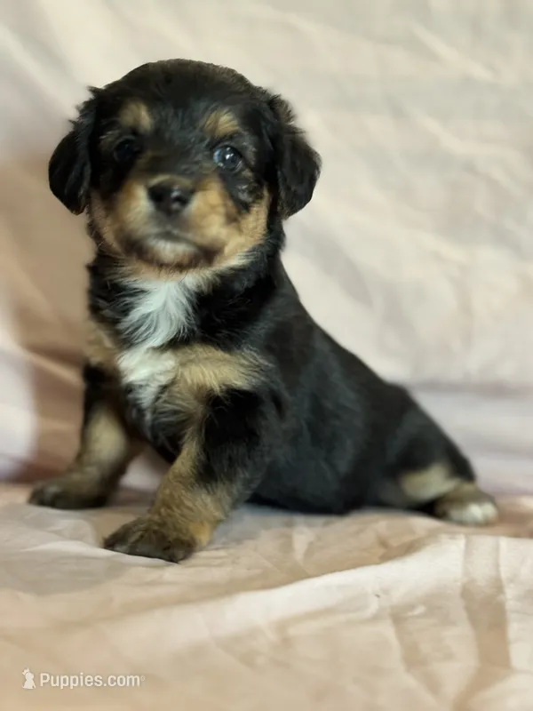 Rainbow – Pembroke Welsh Corgi, Poodle - Miniature  puppy for sale in Longmont, CO