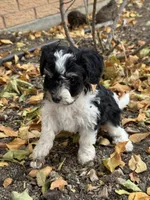 Oreo, a female Bernedoodle and Miniature Bernedoodle for sale in Longmont, CO – 7 of 10