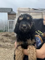 Prince , a male Poodle - Standard  for sale in Longmont, CO – 2 of 3