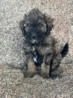 Button - phantom female, a female Poodle - Miniature  and Poodle - Standard  for sale in Longmont, CO – 4 of 8
