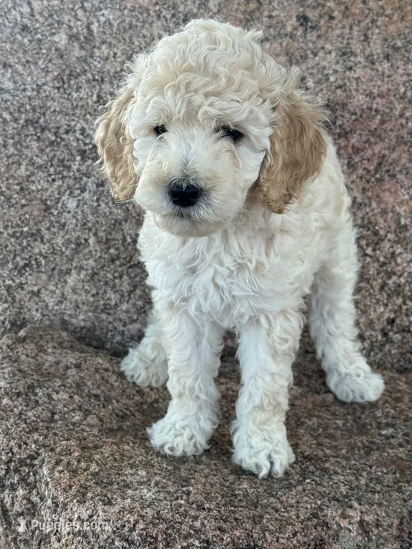 Nala  – Poodle - Miniature , Poodle - Standard  puppy for sale in Longmont, CO