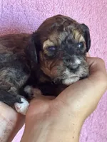 Copper, a female Bernedoodle and Miniature Bernedoodle for sale in Longmont, CO – 9 of 10