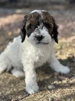 Butterfly, a female Bernedoodle and Miniature Bernedoodle for sale in Longmont, CO – 2 of 10