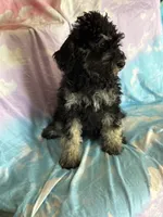 Kendrick , a male Poodle - Standard  for sale in Longmont, CO – 7 of 10