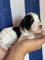 Templeton, a male Bernedoodle and Miniature Bernedoodle for sale in Longmont, CO – 2 of 7