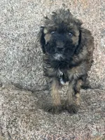 Button - phantom female, a female Poodle - Miniature  and Poodle - Standard  for sale in Longmont, CO – 2 of 8