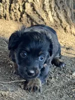 Kitten, a female Pembroke Welsh Corgi and Poodle - Miniature  for sale in Longmont, CO – 3 of 8