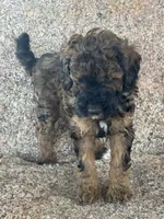 Bean - Red Phantom female , a female Poodle - Miniature  and Poodle - Standard  for sale in Longmont, CO – 4 of 8