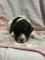 Jax - chocolate tri color parti, a male Poodle - Miniature  and Poodle - Standard  for sale in Longmont, CO – 8 of 10