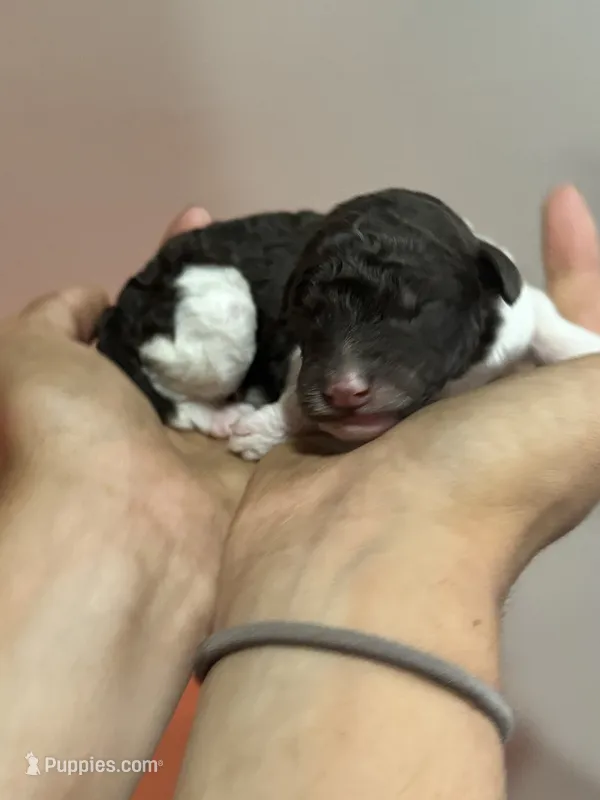 Max - sable parti male  – Poodle - Miniature , Poodle - Standard  puppy for sale in Longmont, CO