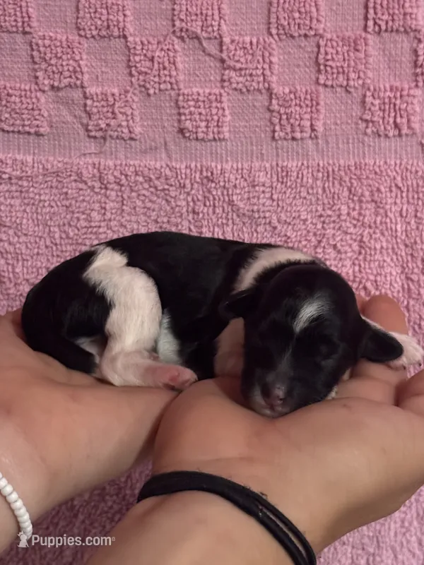 Pepper – Bernedoodle, Miniature Bernedoodle puppy for sale in Longmont, CO