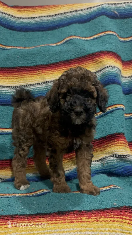 Bean - Red Phantom female  – Poodle - Miniature , Poodle - Standard  puppy for sale in Longmont, CO