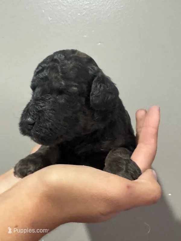 Winston - Phantom male – Poodle - Miniature , Poodle - Standard  puppy for sale in Longmont, CO