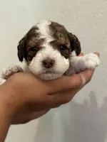 Douglas, a male Bernedoodle and Miniature Bernedoodle for sale in Longmont, CO – 7 of 10