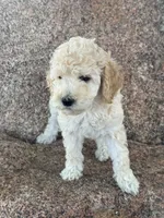 Nala , a female Poodle - Miniature  and Poodle - Standard  for sale in Longmont, CO – 2 of 5