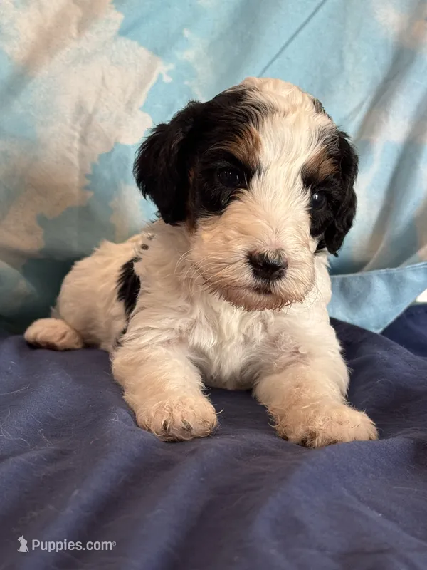 Templeton – Bernedoodle, Miniature Bernedoodle puppy for sale in Longmont, CO