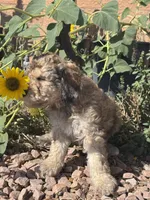 Dutton, a male Bernedoodle and Miniature Bernedoodle for sale in Longmont, CO – 1 of 10