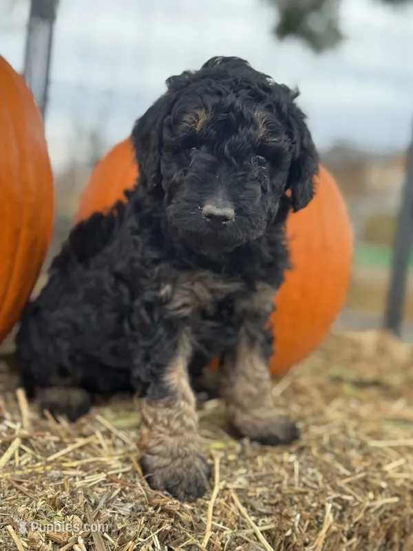 Cordell – Bernedoodle, Miniature Bernedoodle puppy for sale in Longmont, CO