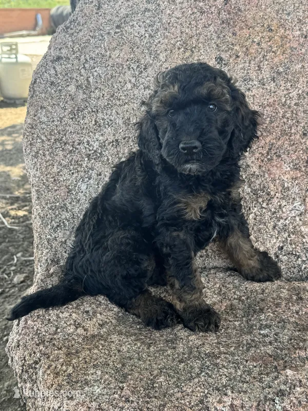 Winston - Phantom male – Poodle - Miniature , Poodle - Standard  puppy for sale in Longmont, CO