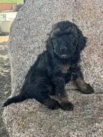 Winston - Phantom male, a male Poodle - Miniature  and Poodle - Standard  for sale in Longmont, CO – 1 of 7