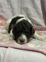 Jax - chocolate tri color parti, a male Poodle - Miniature  and Poodle - Standard  for sale in Longmont, CO – 10 of 10