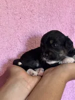 Song, a female Pembroke Welsh Corgi and Poodle - Miniature  for sale in Longmont, CO – 4 of 10